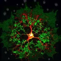 Les protecteurs de notre système neuronal aussi complexes que leur nom : les oligodendrocytes  