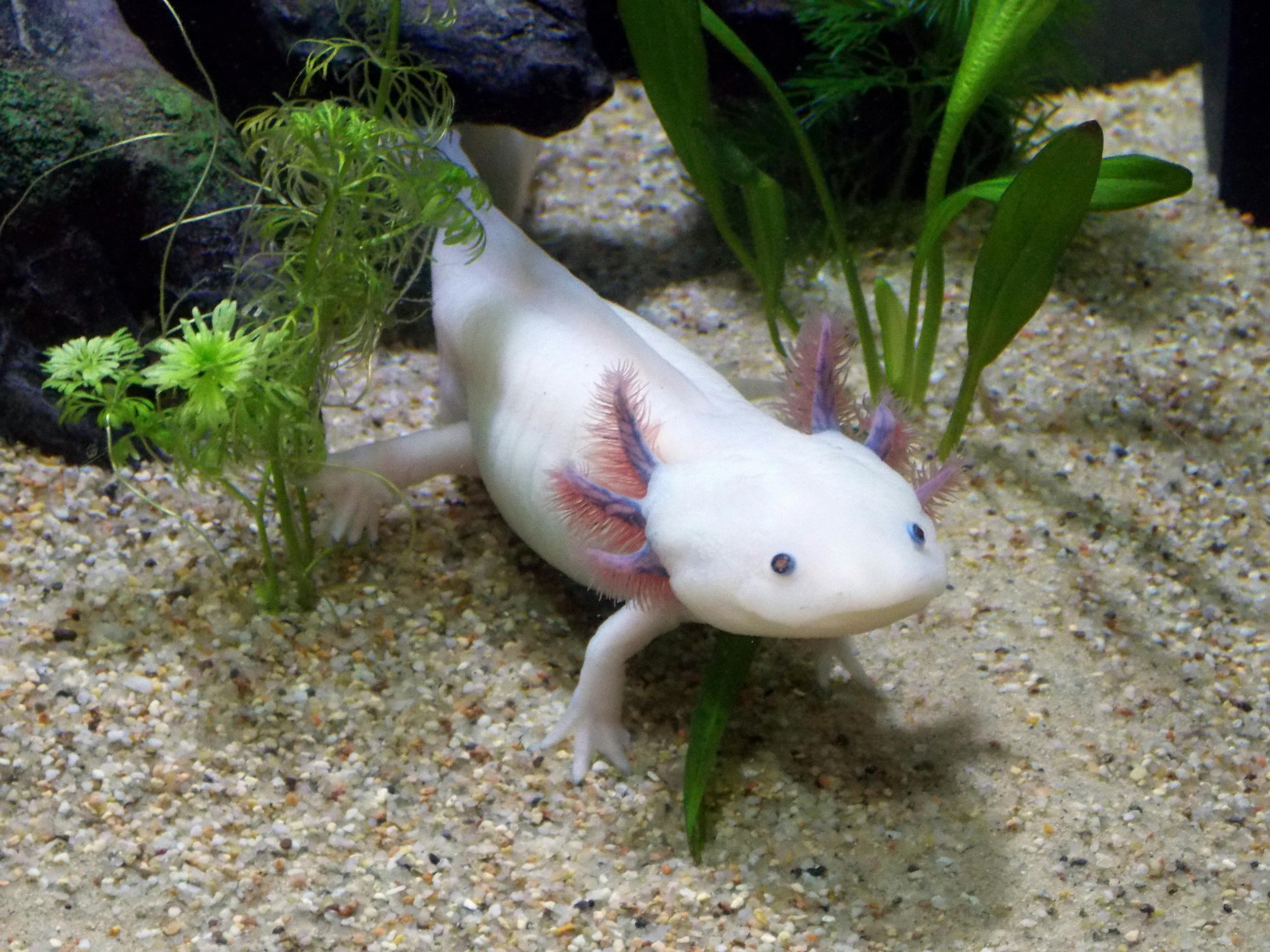 L'Axolotl, la salamandre qui fait repousser ses membres