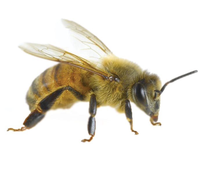 L’art de la communication chez nos abeilles 