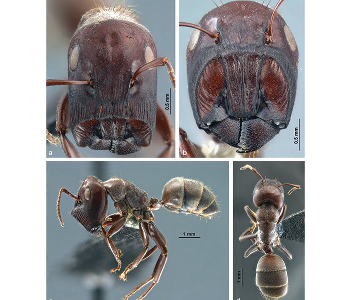 Exploración de la biodiversidad ¡ Unas hormigas que explotan !