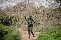 Desert Locusts, a strong marker of the consequences of human activity and global warming