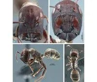 Exploration de la biodiversité Des fourmis qui explosent ! 