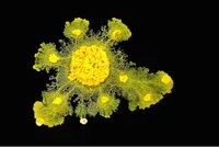 Le Blob : un organisme surprenant et intelligent