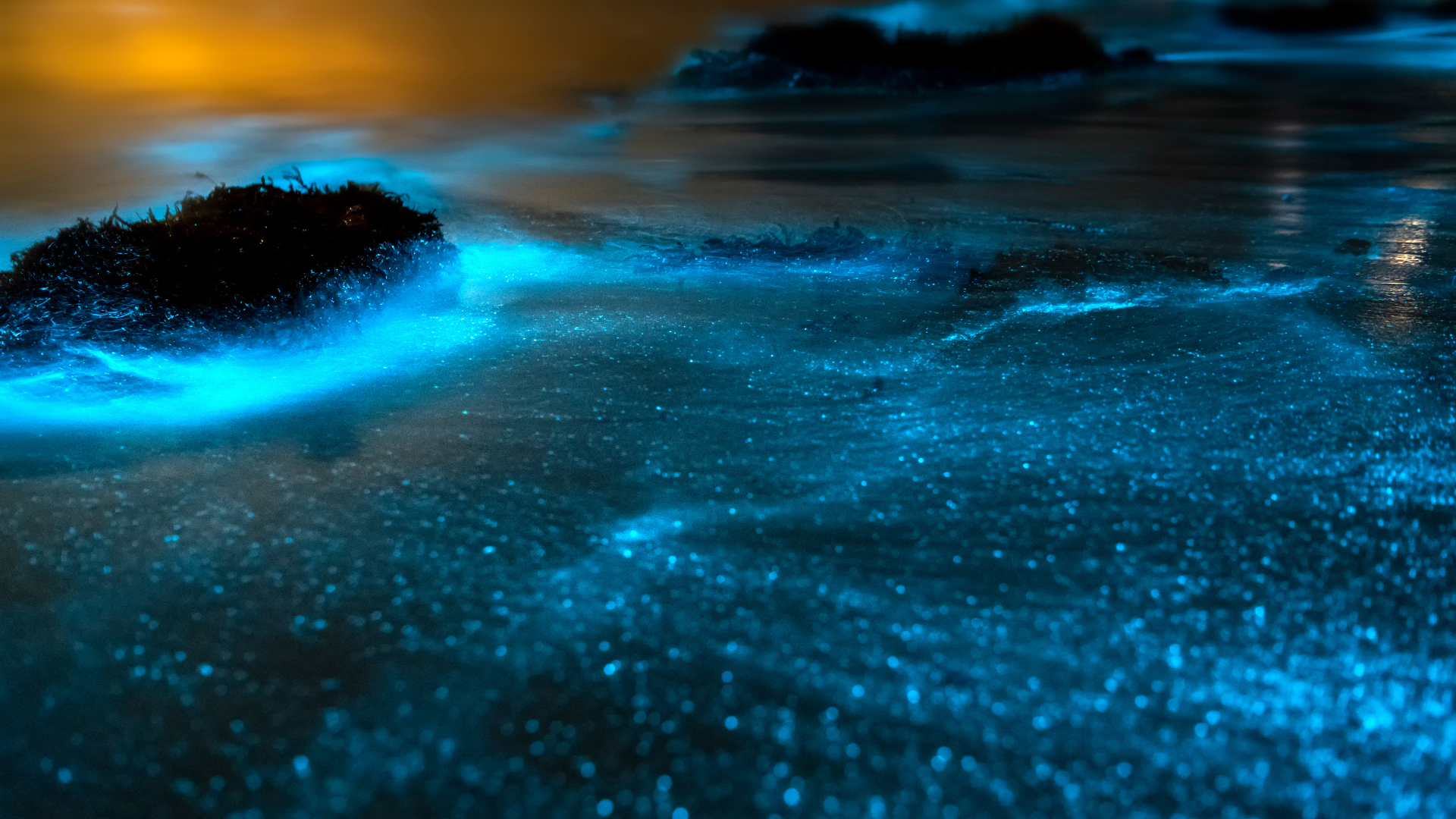 Bioluminescence, quand la nature nous éclaire
