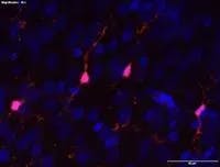 Les microglies, les videurs de notre boîte de nuit neuronale  